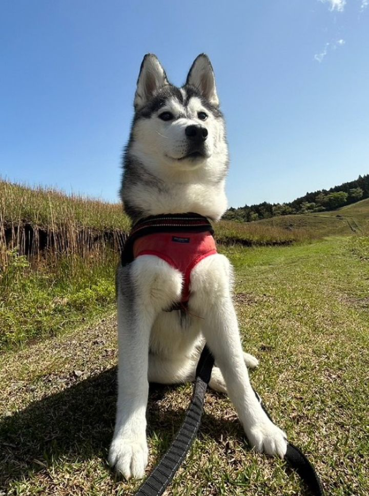 ペットシッター